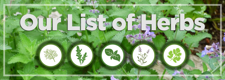 Our List of Herbs - Amazing Herb Garden on {keyword}