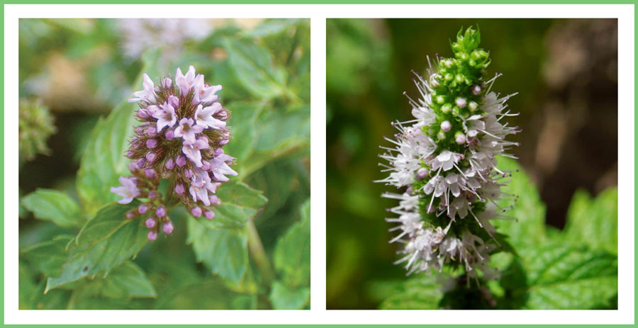 amazingherbgarden.com growing spearmint flowering-spearmint-white-pink-flower-buds