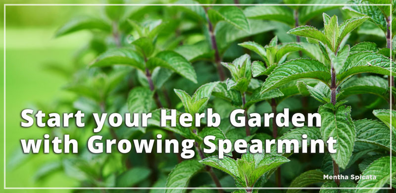 amazingherbgarden.com growing spearmint a beginners guide to start herb garden with spearmint