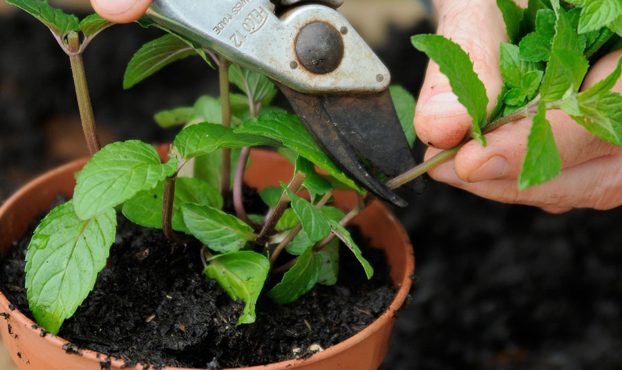 amazingherbgarden.com growing spearmint-take-cuttings-to-propagate-prune-or-harvest