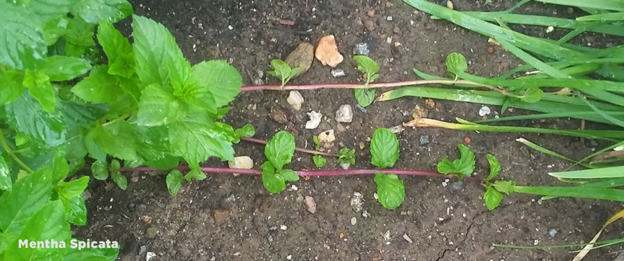 amazingherbgarden.com growing spearmint-mentha-spicata-runners-propagation---in-your-amazing-herb-garden