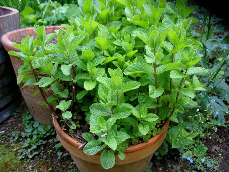 amazingherbgarden.com growing spearmint-oudoors-in-container-mint-in-pot