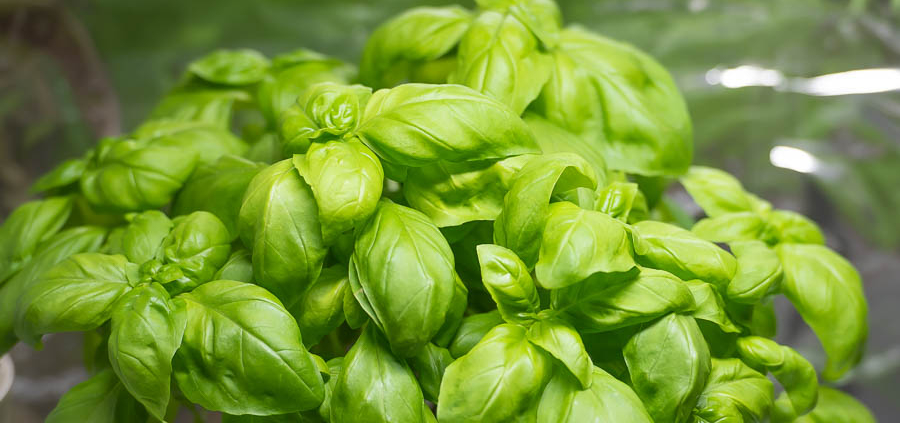 how to grow basil, picture of basil plant with good steady healthy growth