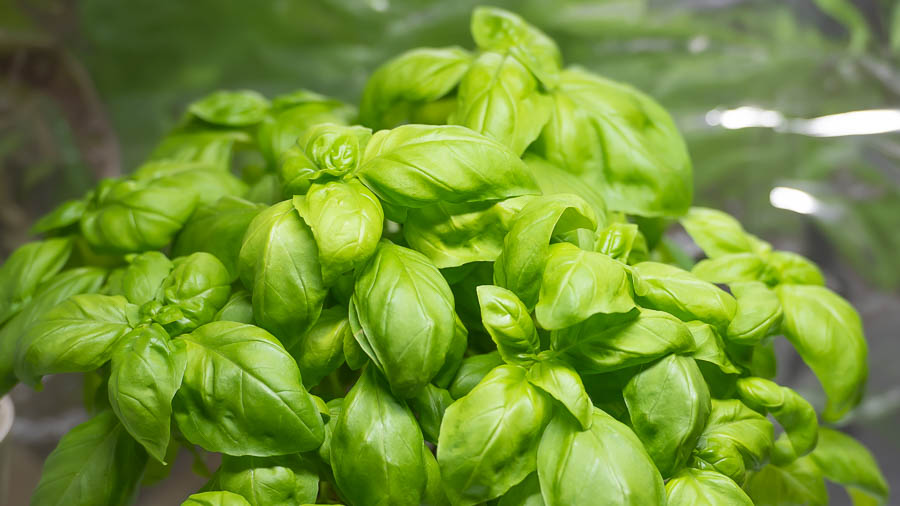 how to grow basil, picture of basil plant with good steady healthy growth