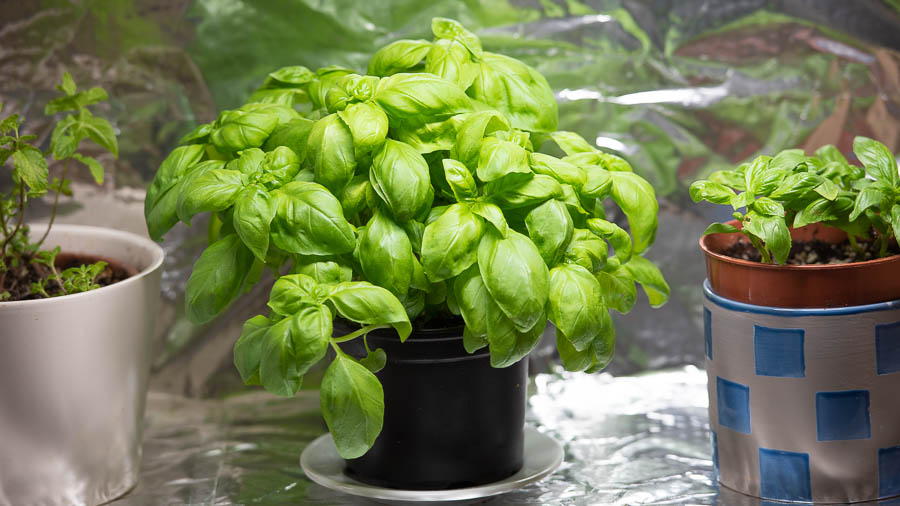 Growing Herbs In Winter Do Grow, Can You Make An Indoor Herb Garden In The Winter