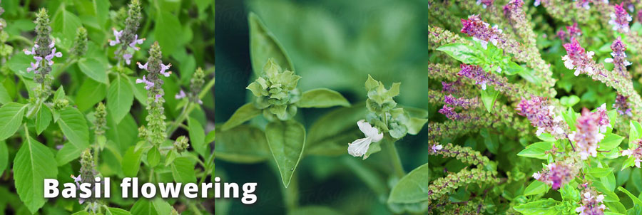 amazingherbgarden.com colours of flowering basil plant flowers white purple