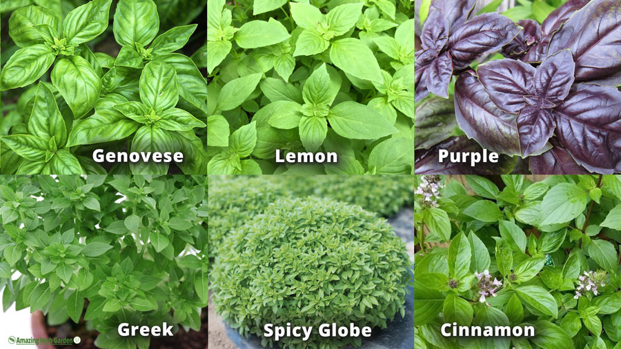 amazingherbgarden.com basil varieties on picture such as green, genovese, spicy bush, purple, lemon basil