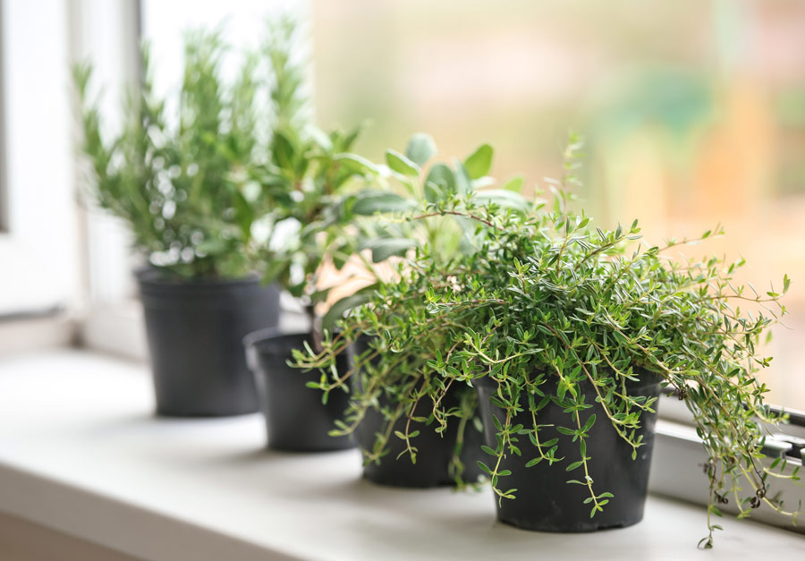 5 Reasons Why You Should Grow Your Own Herbs Amazing Herb Garden