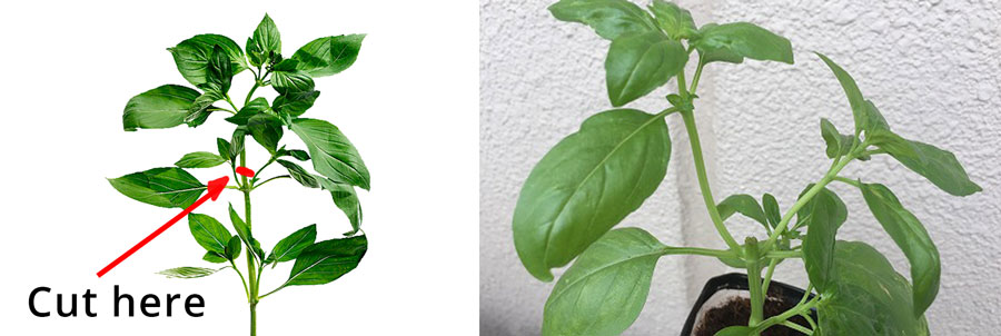 how to grow basil on amazingherbgarden.com basil plant showing where to cut off for pruning and harvesting