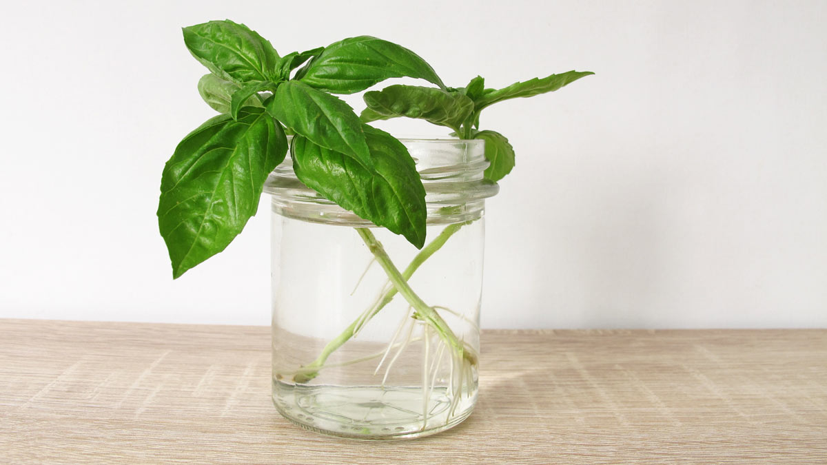 a basil cutting is rooting in a jar bottle filled with water growing roots