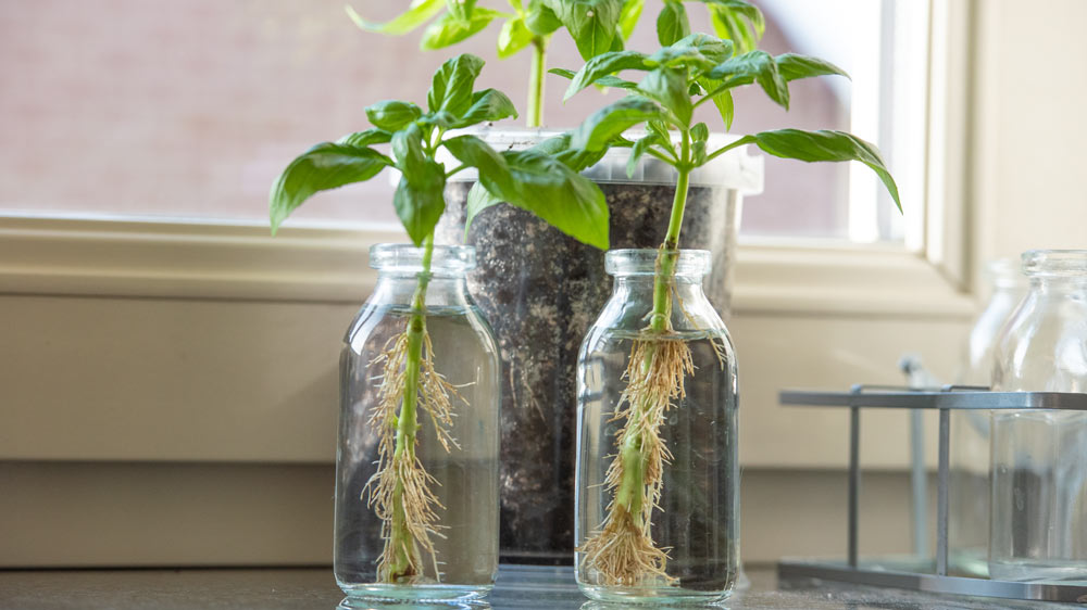 rooting basil cuttings in a jar bottle filled with water growing roots