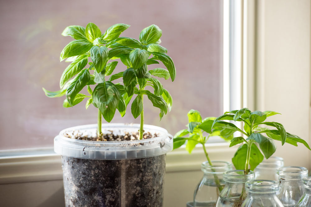 rooting basil cutting in a jar bottle filled with water growing roots and once replanted in a plastic pot you can see roots grow