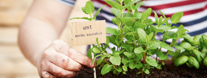 growing your own herbs like spearmint to start - creating an amazing herb garden
