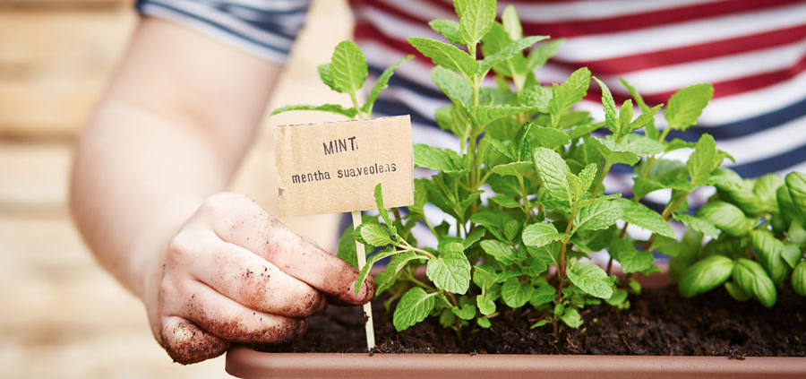 growing your own herbs like spearmint to start - creating an amazing herb garden
