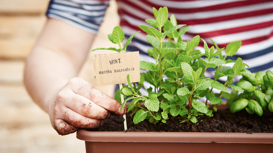 5 Reasons Why You Should Grow Your Own Herbs Amazing Herb Garden Grow Your Own Herbs Amazing Herb Garden