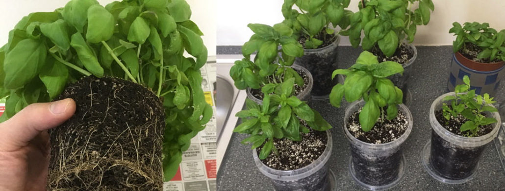 how I split a basil plant from the supermarket