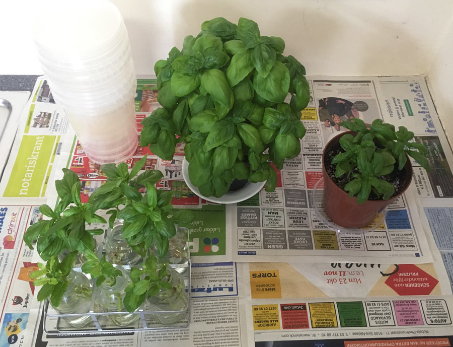 all the things I need to split, repot and replant my basil plant
