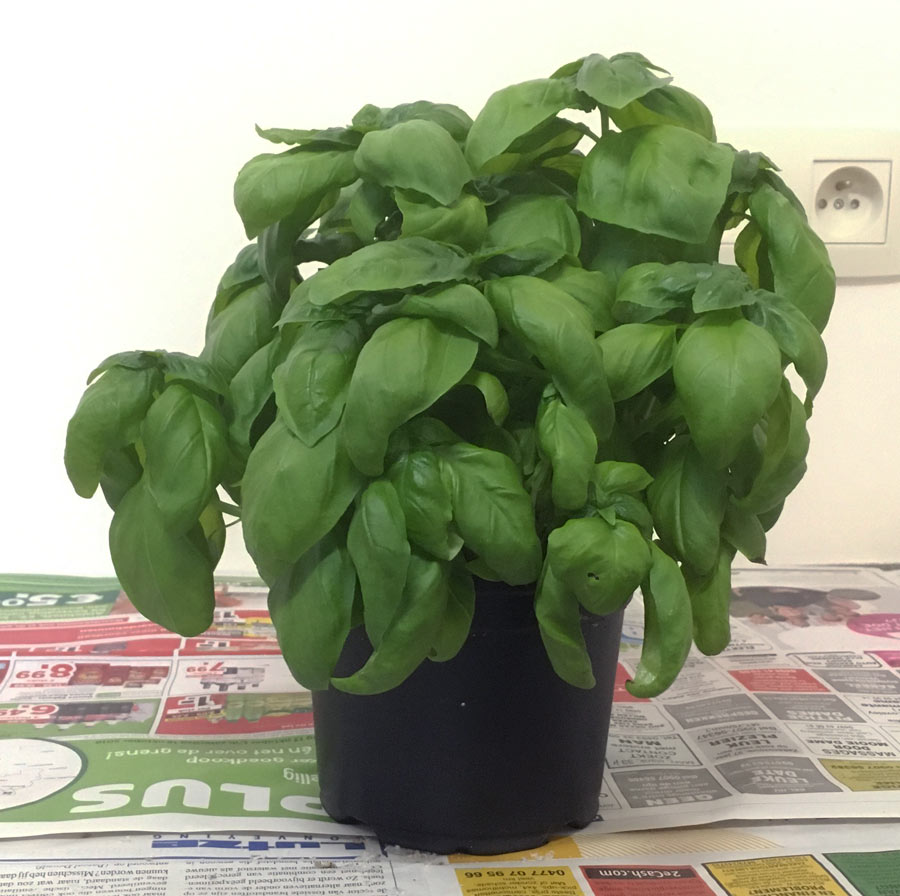 the basil plant I recently bought to split and repot - how to guide for splitting and repotting a basil plant