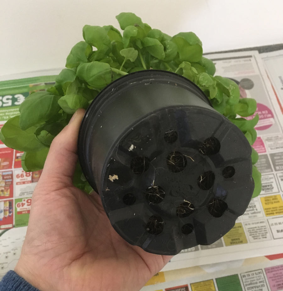 Splitting and Repotting a Basil plant from the supermarket Amazing