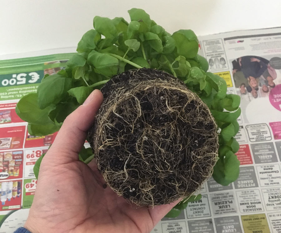 a look at the root system of the basil plant to decide where to split it - how to guide for splitting and repotting a basil plant