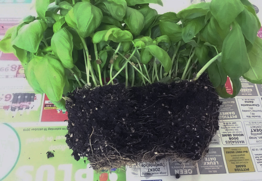 splitting the basil plant carefully with the fingers by feeling the roots - how to guide for splitting and repotting a basil plant