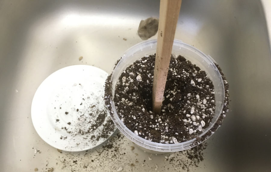 Splitting and Repotting a Basil plant from the supermarket Amazing Herb Garden