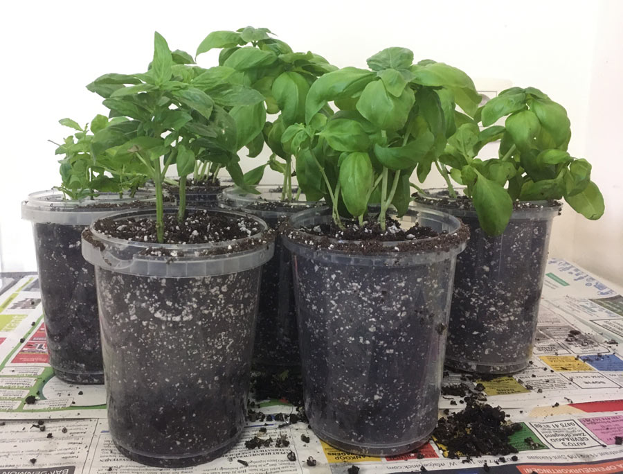 after repotting a basil plant - how to guide for splitting and repotting a basil plant