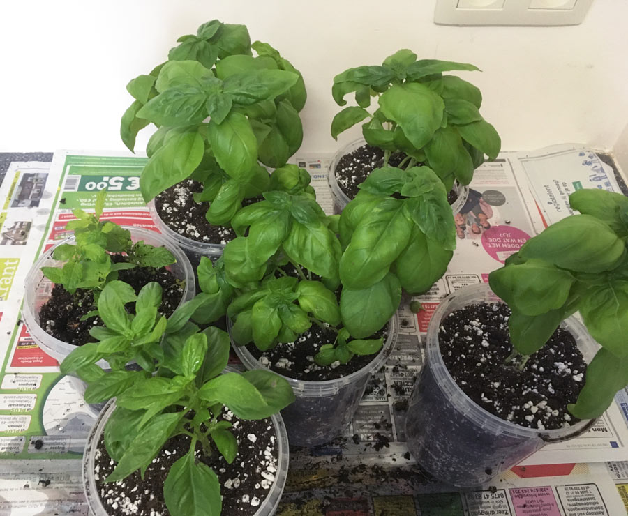 the result of repotting and splitting one basil plant in different plants