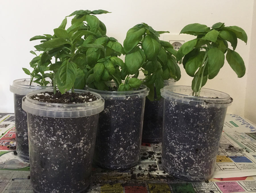 another view on the repotted basil plant - how to guide for splitting and repotting a basil plant