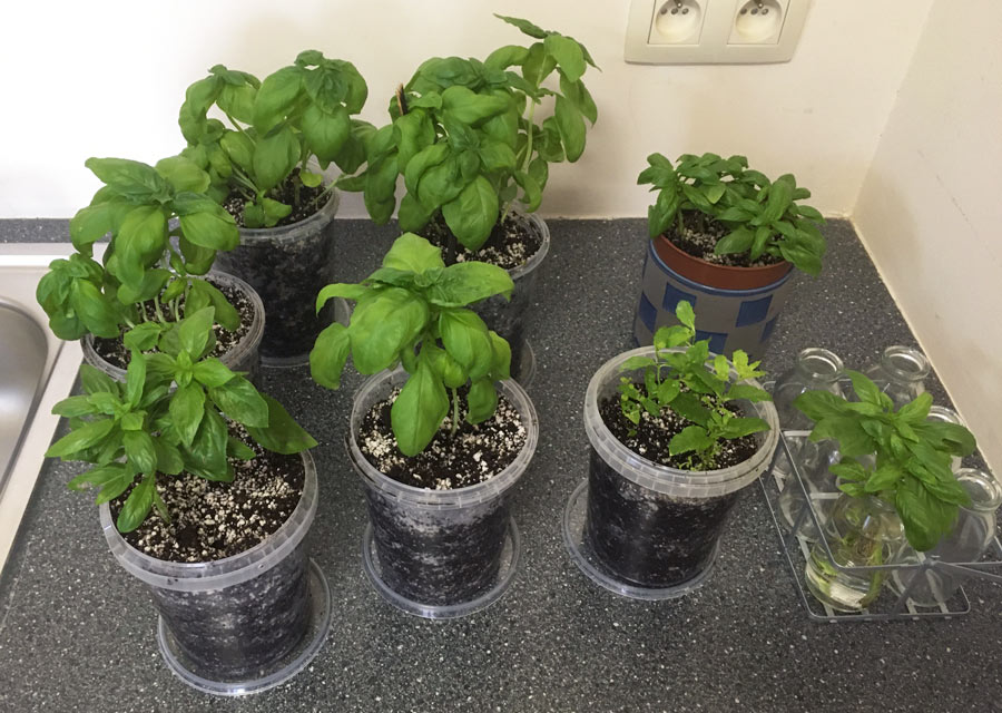 the final result of the repotting plenty of basil plants - how to guide for splitting and repotting a basil plant