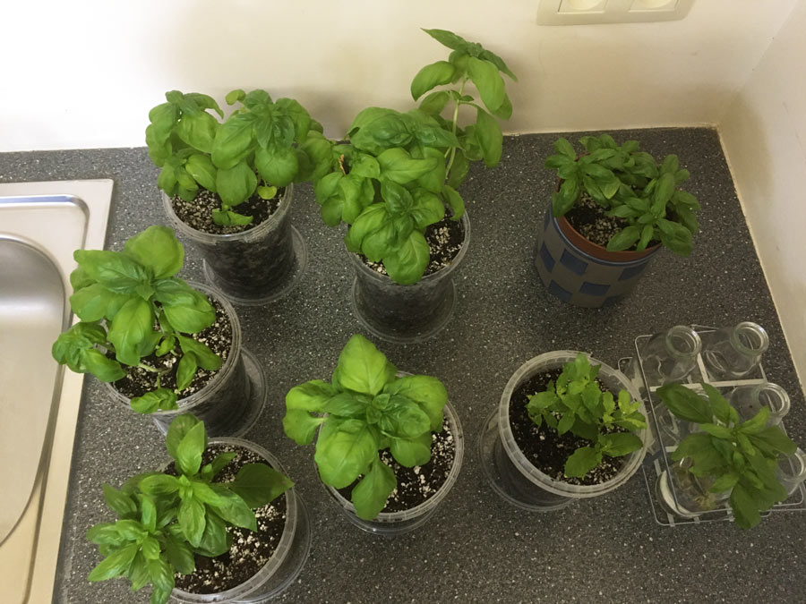 Splitting and Repotting a Basil plant from the supermarket Amazing Herb Garden