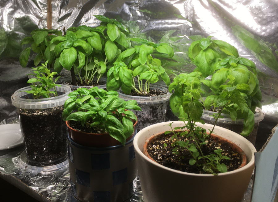 Splitting and Repotting a Basil plant from the supermarket Amazing