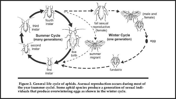 Aphid-Lifecycle-to-understand-how-to-get-rid-of-aphids