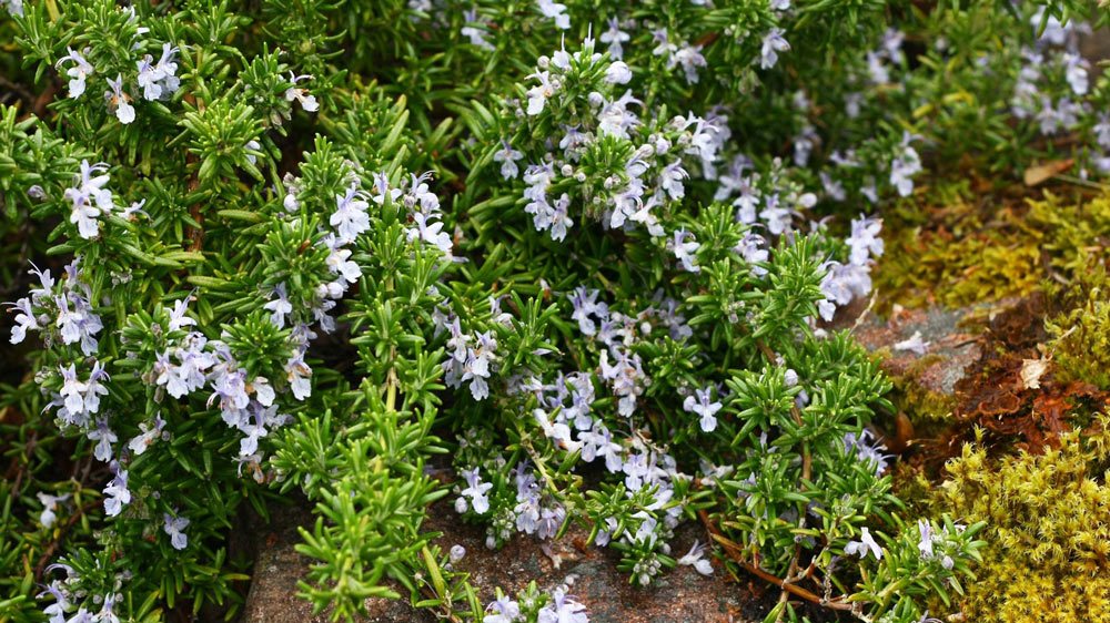 Rosemary prostrate variety , Very ornamental prostrate rosemary, low arching slender stems covered in sky blue flowers from late spring to midsummer.