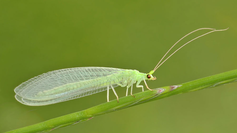 adult lacewing sitting on a stem