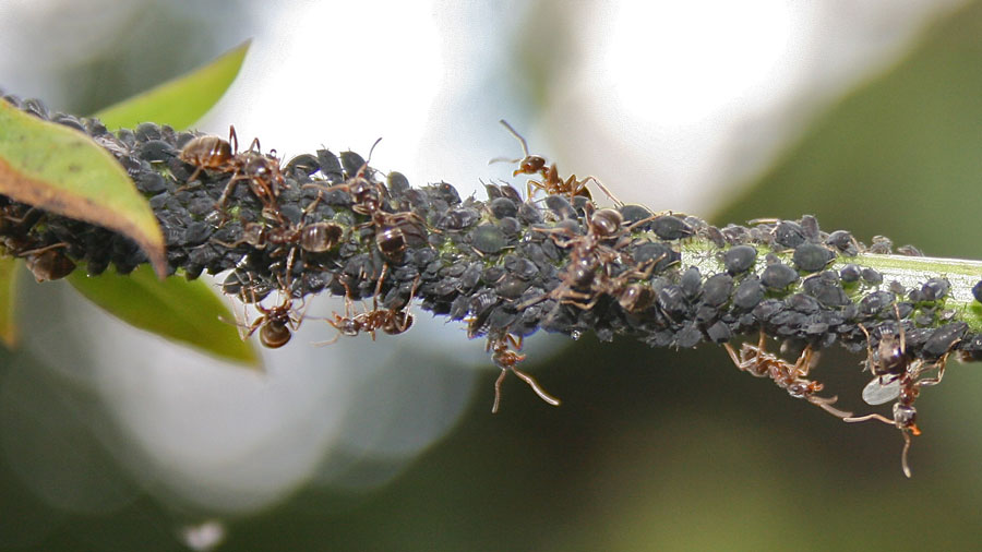 aphids on herbs - ants-drinking-honeydew-of-the-aphids