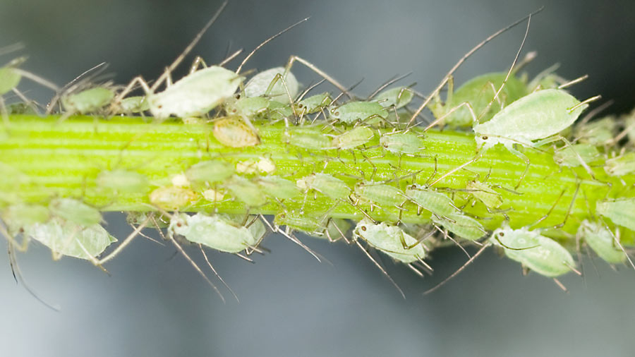 what are aphids - a definition of aphids - aphids-on-a-stem-of-a-plant