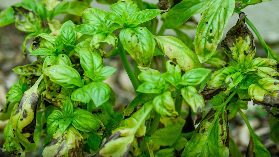 downy mildew on sweet basil is a common problem growing basil and what is the solution