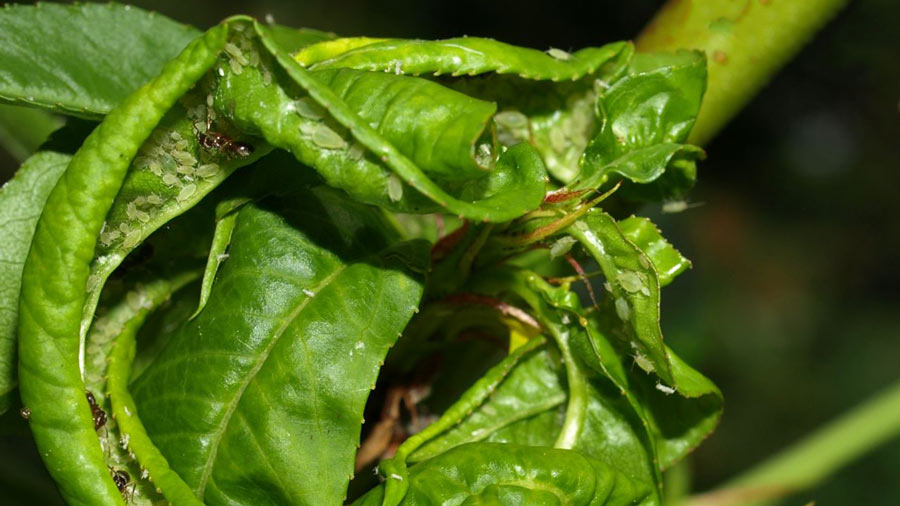 curly-wilted-leaves-with-aphids
