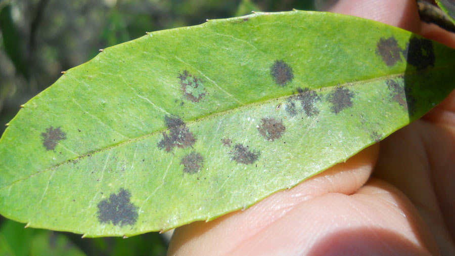 example-of-sooty-mold-black-spots-on-a-leaf