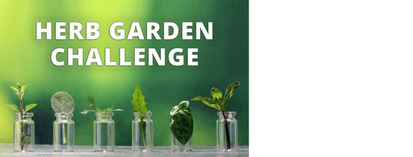 start the herb garden challenge and learn all about growing herbs indoor