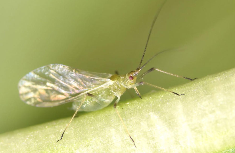 green-aphid-with-wings-on-indoor-plant - how to get rid of aphids on herbs gardens