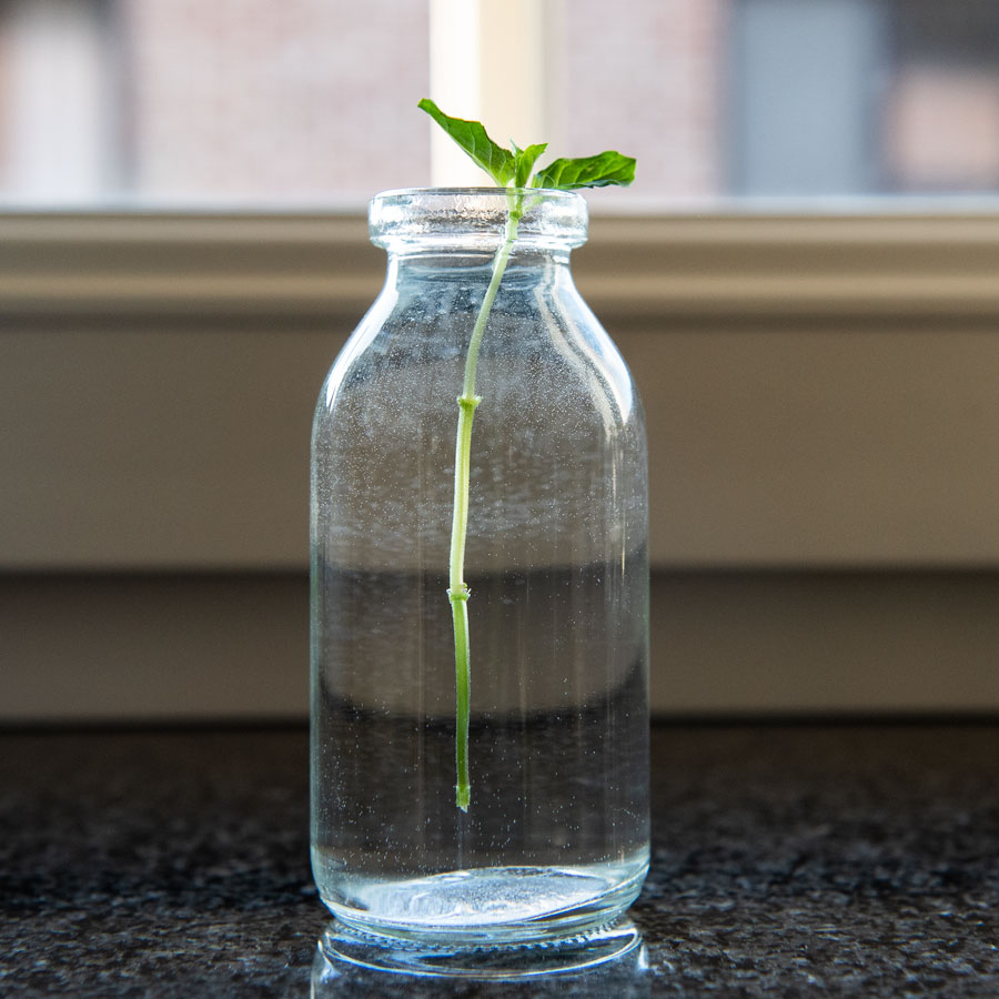green mint cutting in glass bottle for growing roots for herb garden challenge