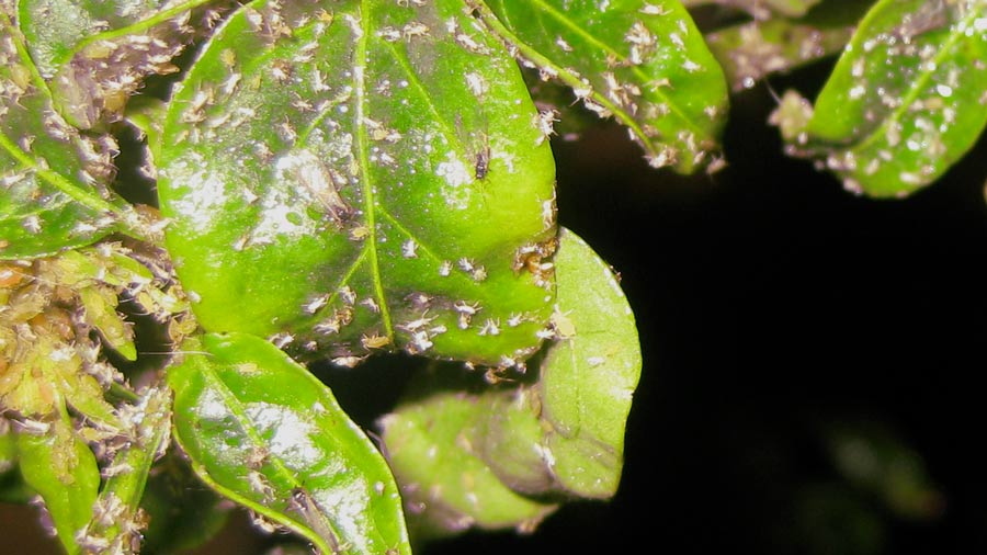 infested-aphids-leaves-misshaped
