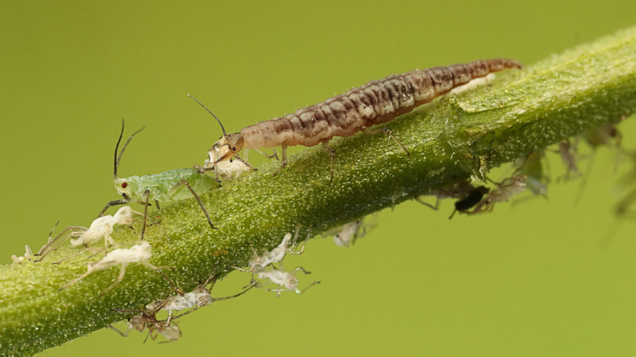 lacewing-larva-attacking-aphids a natural way to get rid of aphids