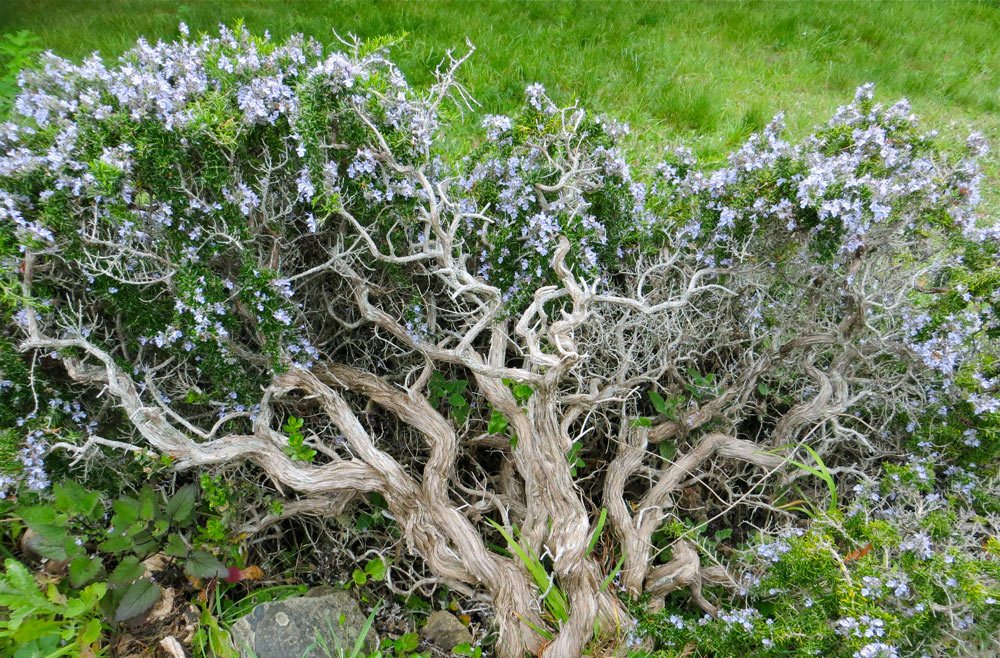 aged old rosemary plant flowering in the wild