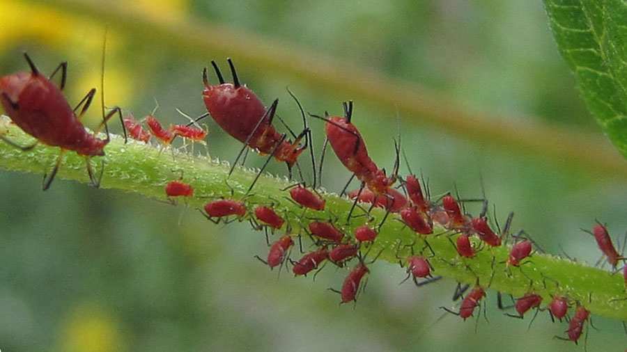 red-aphids-on-herbs-in-herb-garden-female-with-little-offspring