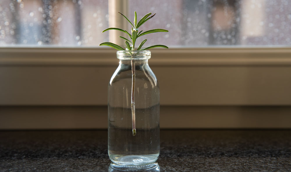 rosemary cuttings in water growing roots in glass bottle