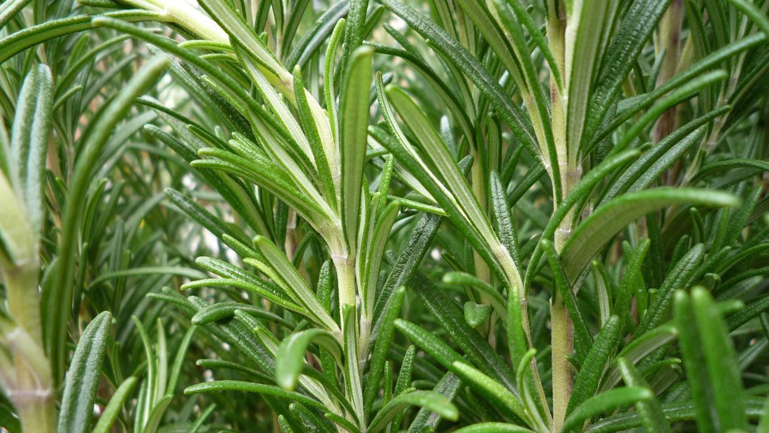 how to grow rosemary plant withe green fresh needle leaves