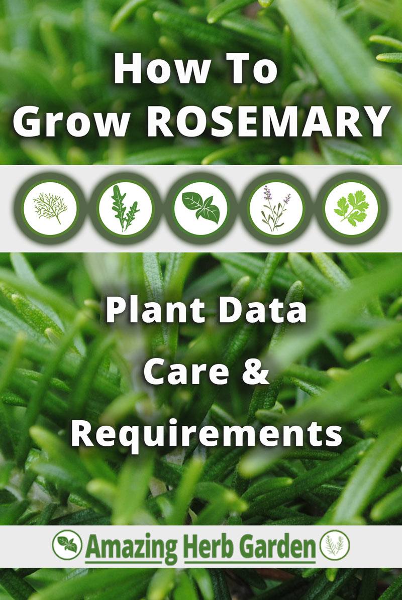 How to Grow Rosemary Information Guide Amazing Herb Garden